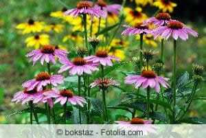Crimson and yellow coneflowers complement each other visually
