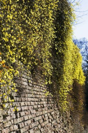الياسمين الشتوي نبات دائم الخضرة على جدار حجري
