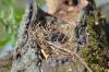 Gnezditvena sezona vrabcev: kdaj in kako pogosto se gnezdijo?