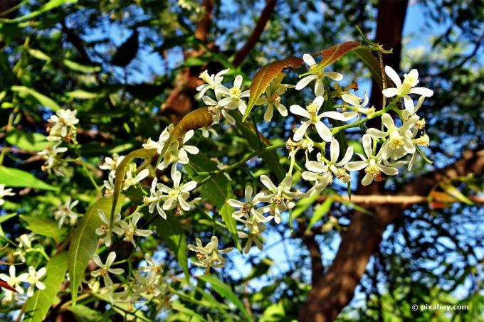Albero di neem con fiori
