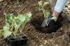 Bloemkool kweken: plant & oogst