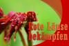Bekämpa röda bladlöss: botemedel mot röda löss