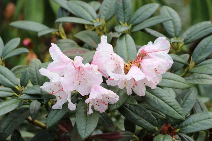 Le rhododendron est toxique dans ses composants végétaux
