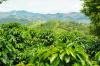 Tanaman kopi: tanaman, lokasi & berbunga