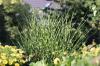 Zebragrass, Miscanthus sinensis 'Strictus': Skötsel av A