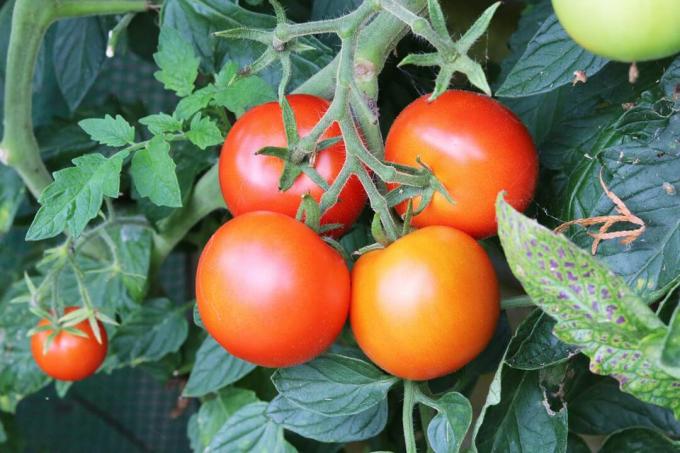 Tomater - Solanum lycopersicum