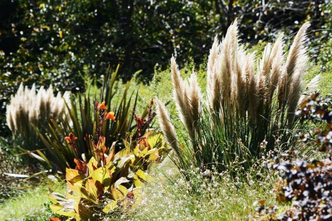 Pampas grass in the sun