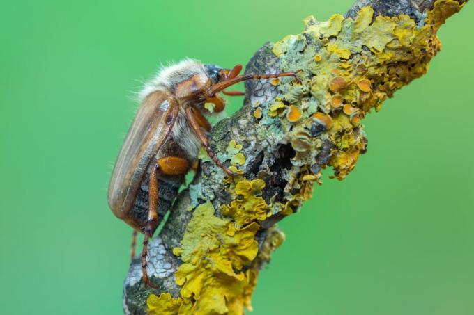 June beetle on branch