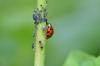 გამოიყენეთ ladybugs წინააღმდეგ aphids