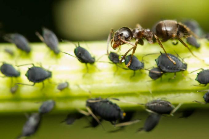 Το μυρμήγκι γαλακτώνει αφίδες