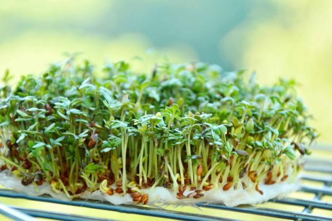 выращивание кресс-салата