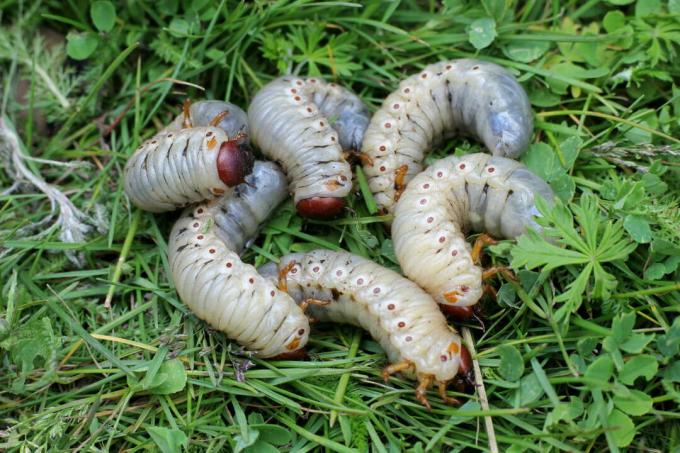Ларва на личинка майски бръмбар върху трева