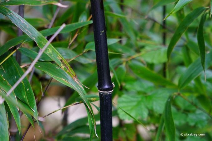 Phyllostachys nigra, black cane bamboo