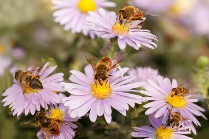 Pszczoły na kwiatach gładkolistnego asteru