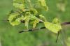 Pruning grapevines: timing & instructions