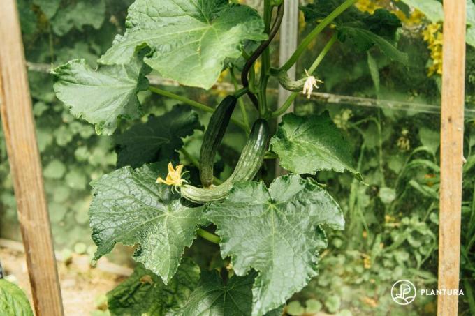 Cultivation of snake cucumber