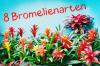 8 çeşit bromeliad: bende hangi bromeliad var?