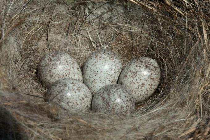 Яйца от бяла стърчиопашка в гнездото