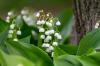 Lily of the valley: Toxic for humans and pets?