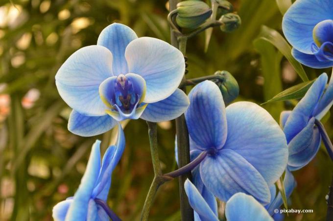 Umelo zafarbite orchideu modrou