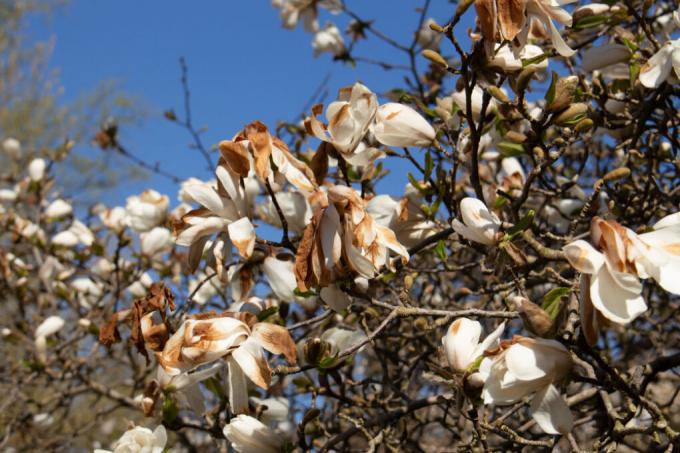 magnolia-knoppen-bruin