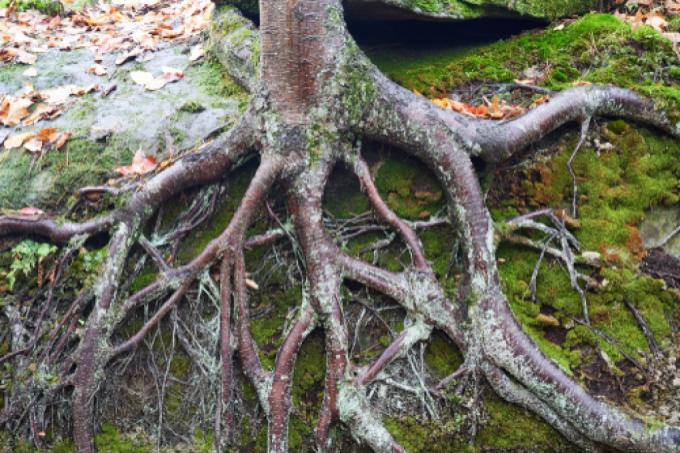 racines de bouleau
