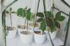 Plant, ompotter og forplant frangipani