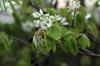 Struik met witte bloemen: witbloeiende heesters