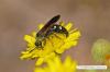 Bahçedeki yaban arısı: faydalı mı yoksa zararlı mı?