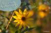 Витривалий соняшник: ці 10 видів є багаторічними