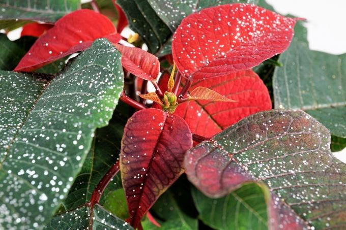Božična zvezda Euphorbia pulcherrima z bleščicami