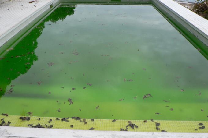 zelené řasy v bazénu