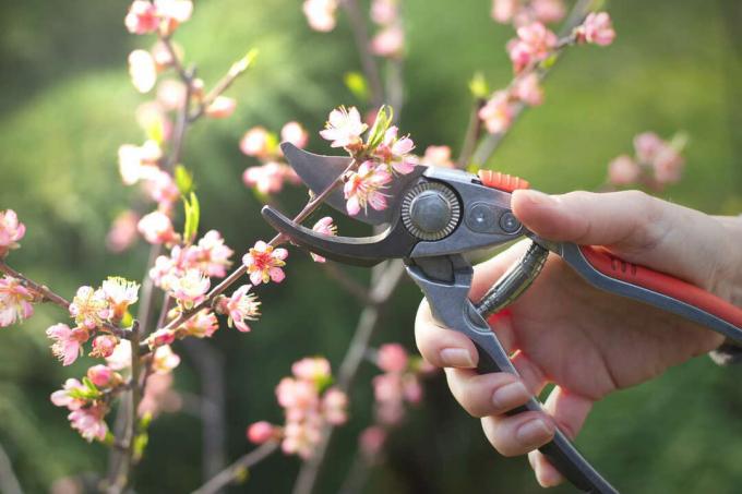 Cutting a peach tree with secateurs in the sun