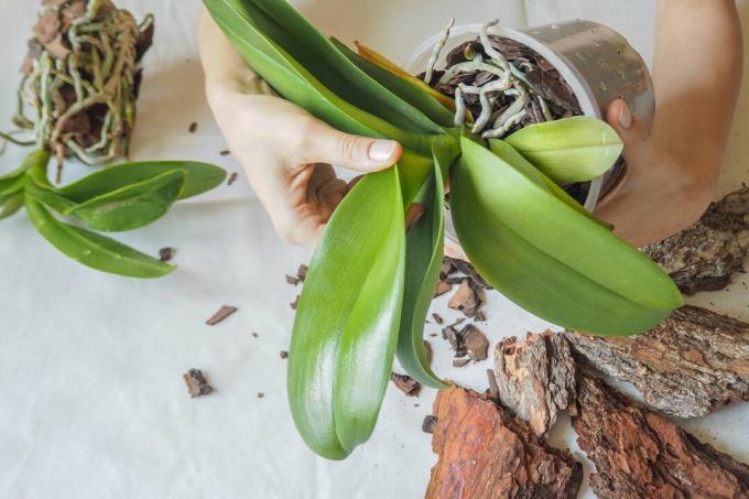 Orchidėja pasodinta į orchidėjų žemę