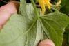 Корисни инсекти парадајза: борба против штеточина природно