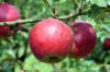 Variedade de maçã Cardinal Bea: Cultivo, cuidado e maturidade