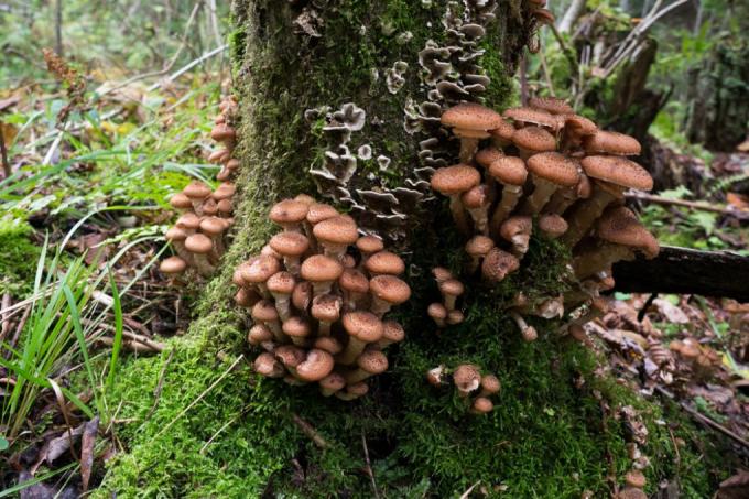 säilöntä-puu-sieni