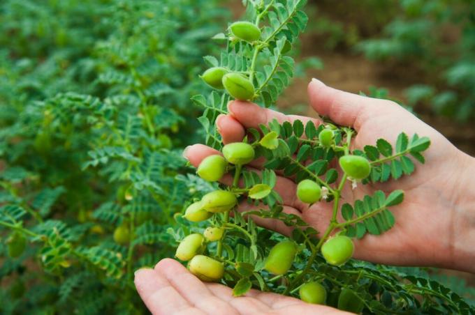 Green chickpeas on the branch