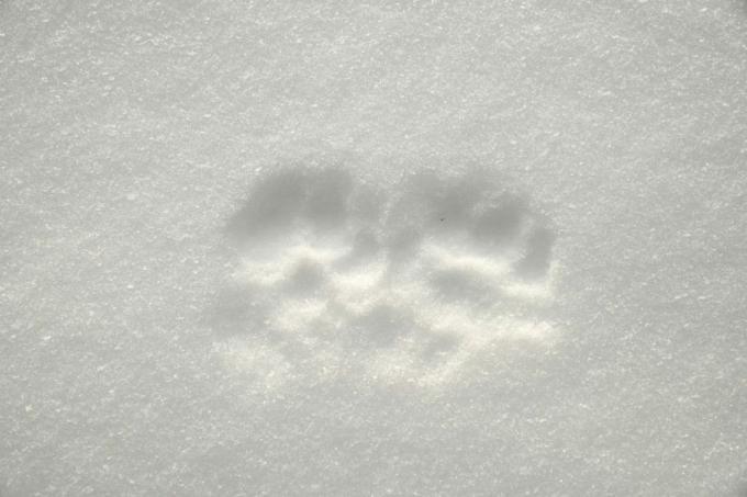 Marten tracks in the snow