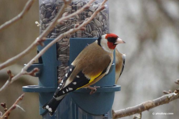 The goldfinch is one of the resident birds