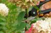 Сечење хибискуса: обрезивање баштенског хибискуса у јесен