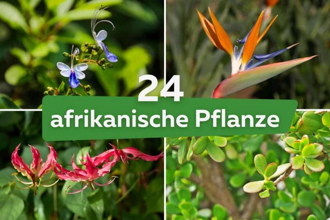 24 piante africane per giardino, balcone e casa