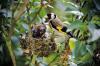 Goldfinch: Femele, Cântând și Construire cuib