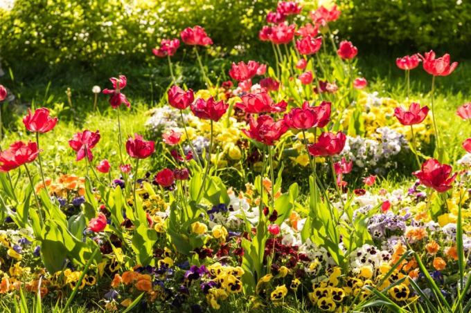 פרחים צבעוניים בגינה