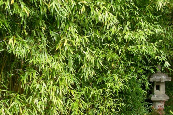 Bamboo Fargesia sekretessskärm