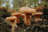 17 popolari funghi commestibili con spugna