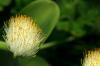 La fleur d'Alocasia pue: que puis-je faire ?