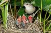 Garden Warbler: Nest, Food & Co.