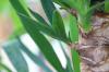 Yucca palmių dauginimas auginiais ir auginiais: instrukcijos