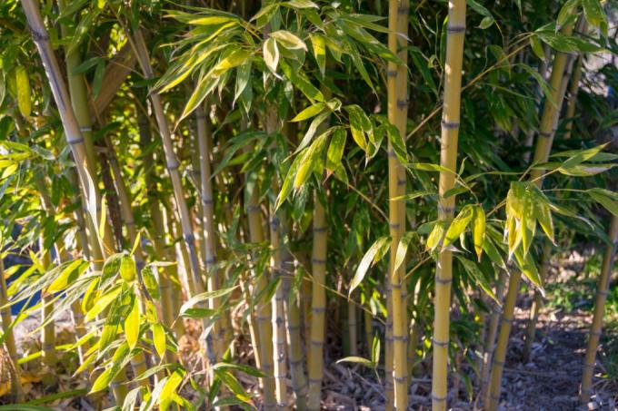 contras de bambú